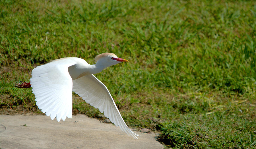 Cattle Egret In Flight Photograph By Roy Williams Fine Art America   4 Cattle Egret In Flight Roy Williams 