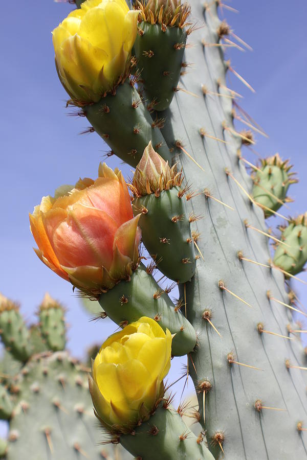 Cactus Flowers #3 Photograph by Douglas Miller