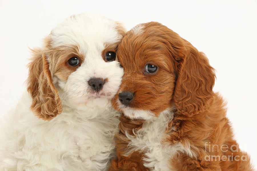 Cavapoo Puppies #4 Photograph by Mark Taylor
