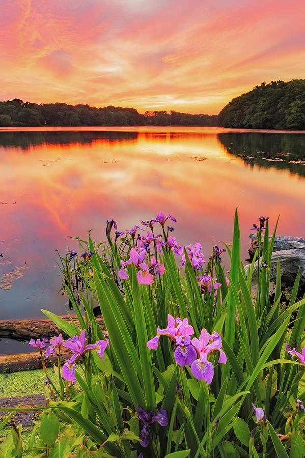 Central Pond Sunset #4 Photograph by Bryan Bzdula