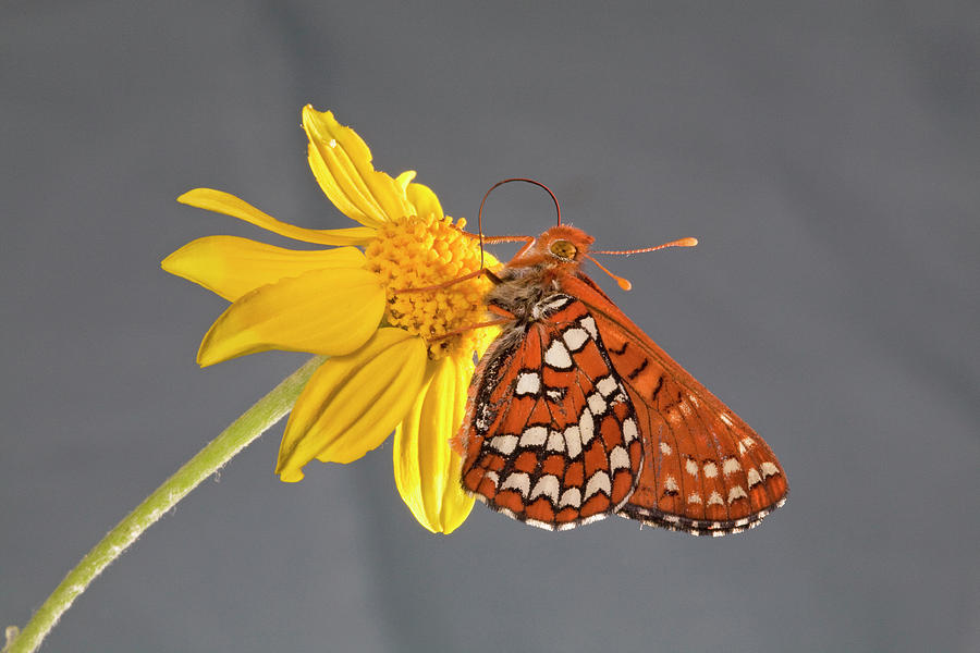 Chalcedona Checkerspot Butterfly #4 Photograph by Buddy Mays