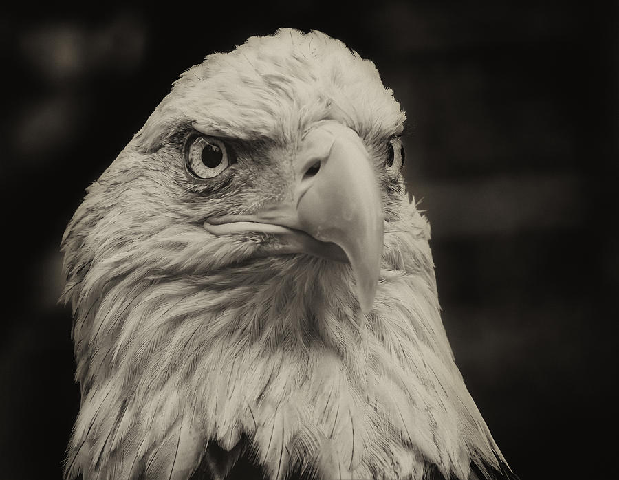 Challenger the Bald Eagle #4 Photograph by Robert Ullmann