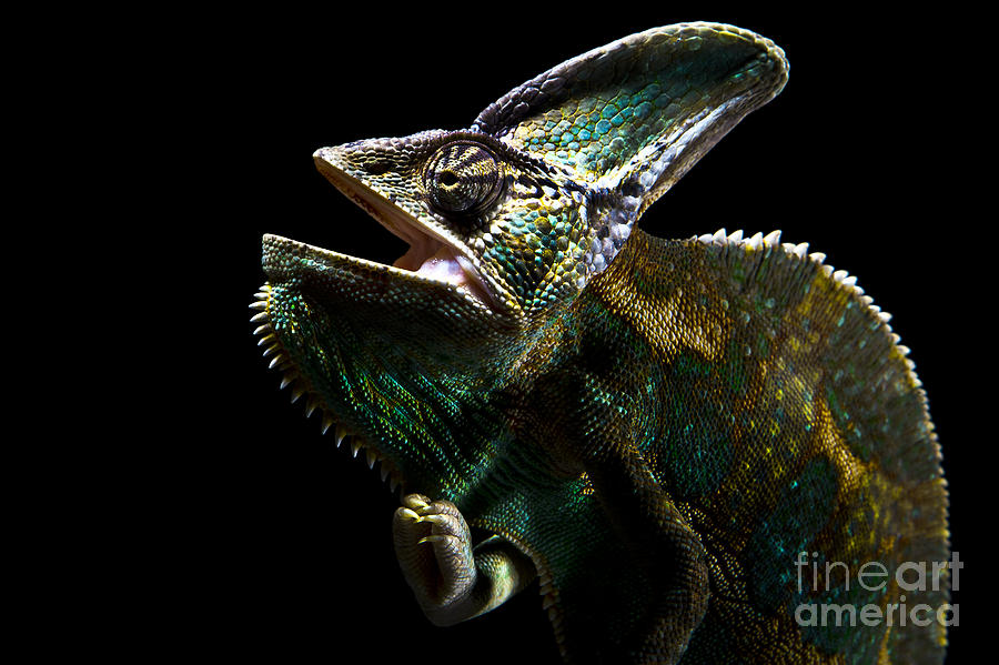 Chameleon Lizard #4 Photograph by Gunnar Orn Arnason