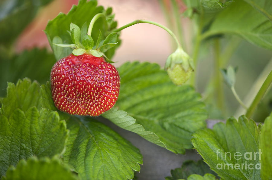Chandler Strawberries #4 Photograph by Inga Spence