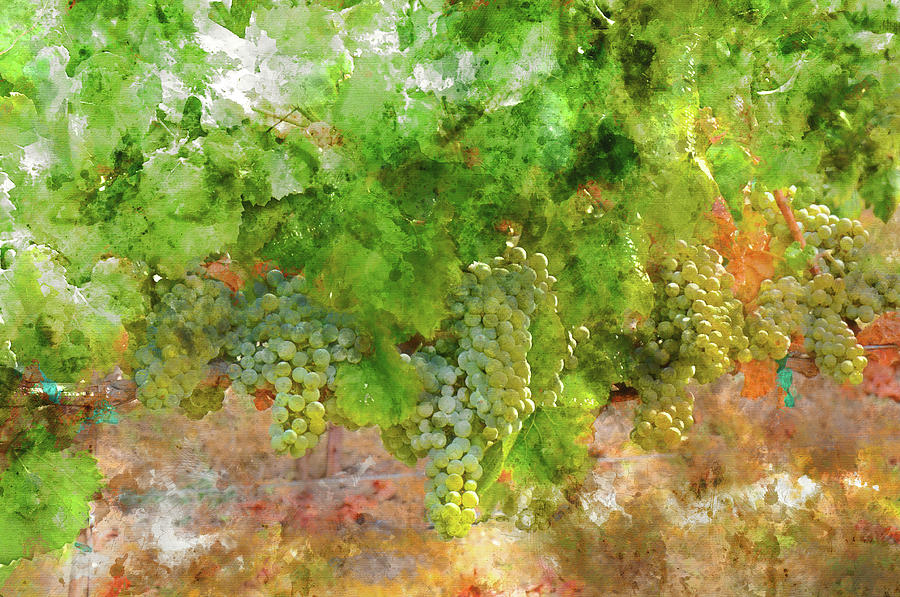 Wine Photograph - Chardonnay Grapes Close Up #4 by Brandon Bourdages