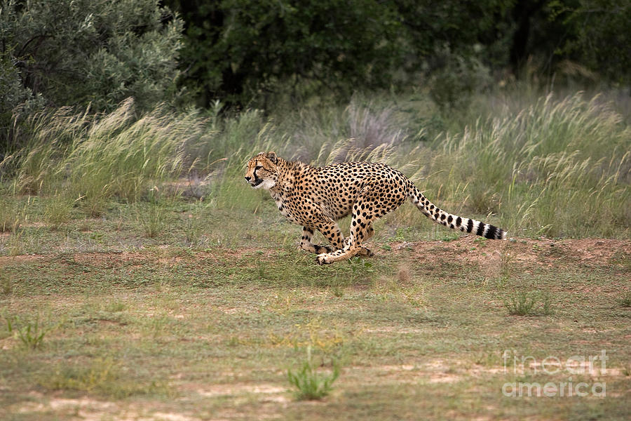 Cheetah Acinonyx Jubatus #4 Photograph by Gerard Lacz