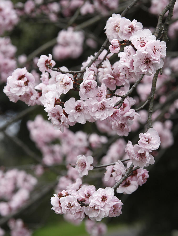 Cherry Blossom #4 Photograph by Masami Iida