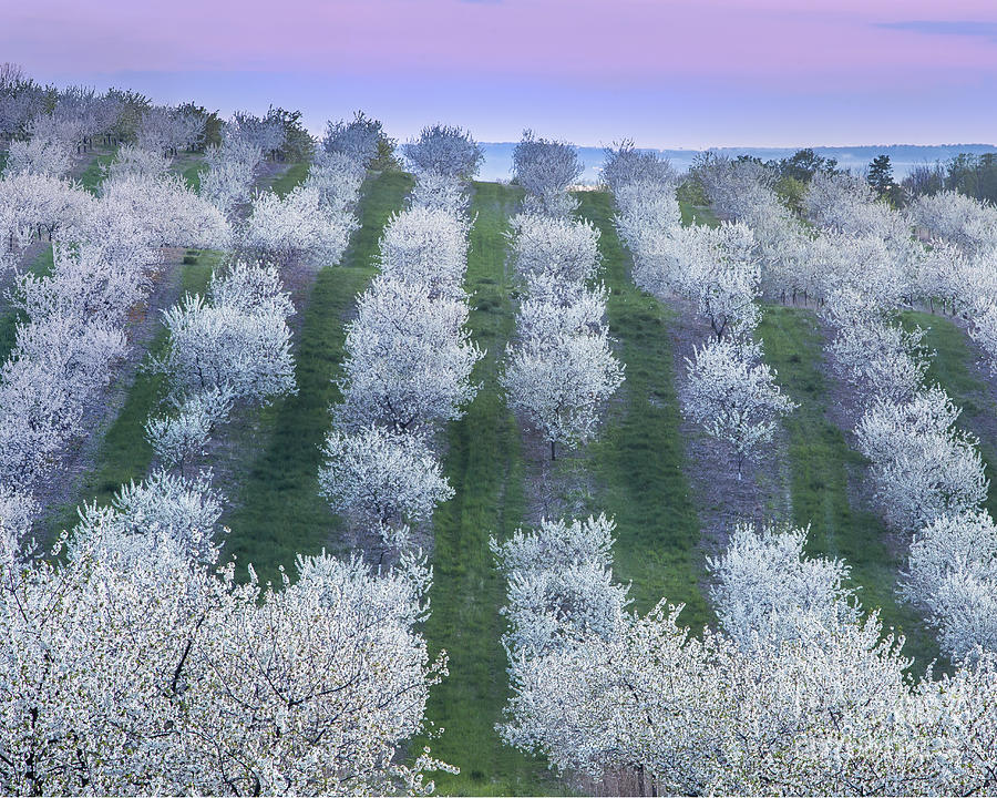 Cherry Blossoms In Traverse City Photograph by Twenty Two North Photography