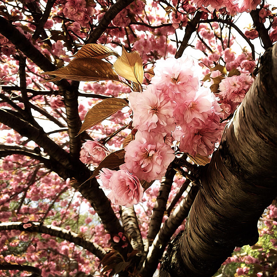 Cherry Blossoms #5 Photograph by Natasha Marco