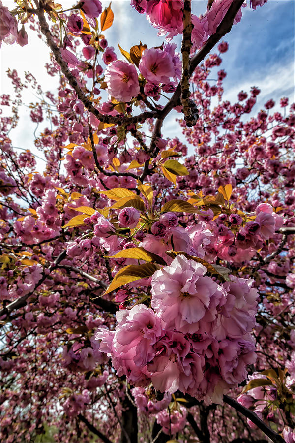 Cherry Tree #4 Photograph by Robert Ullmann