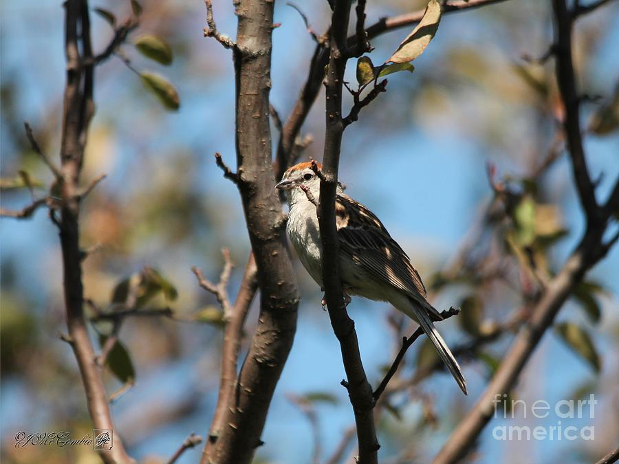 Chipping Sparrow #3 Photograph by J McCombie
