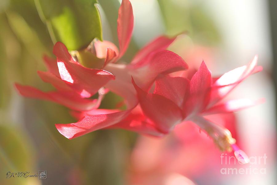 Christmas Cactus named Coral Red #3 Photograph by J McCombie