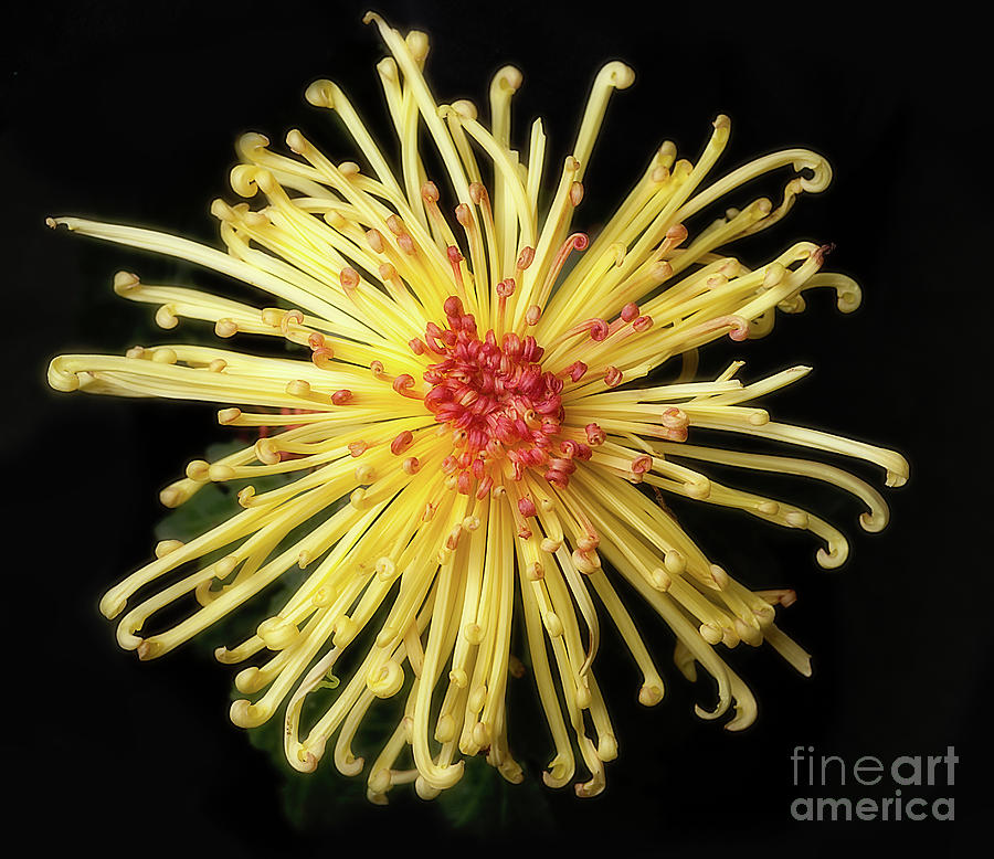 Chrysanthemum Lava #5 Photograph by Ann Jacobson