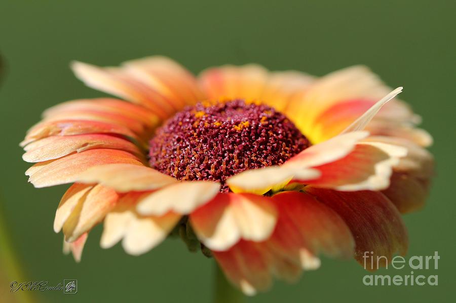 Chrysanthemum named Sunset #2 Photograph by J McCombie