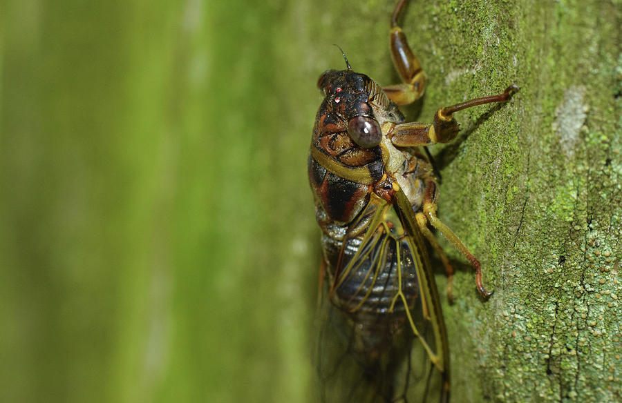 Cicada #4 Photograph by Larah McElroy