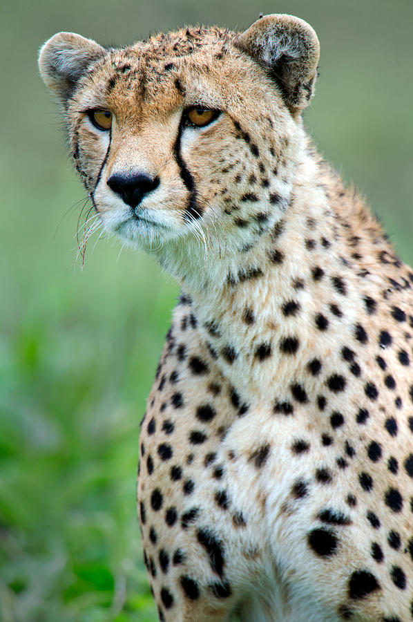 Close-up Of Cheetah Acinonyx Jubatus Photograph by Panoramic Images