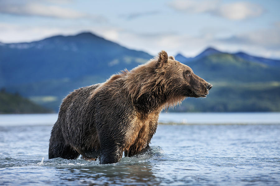 Alert Photograph - Coastal Brown Bear  Ursus Arctos by Paul Souders