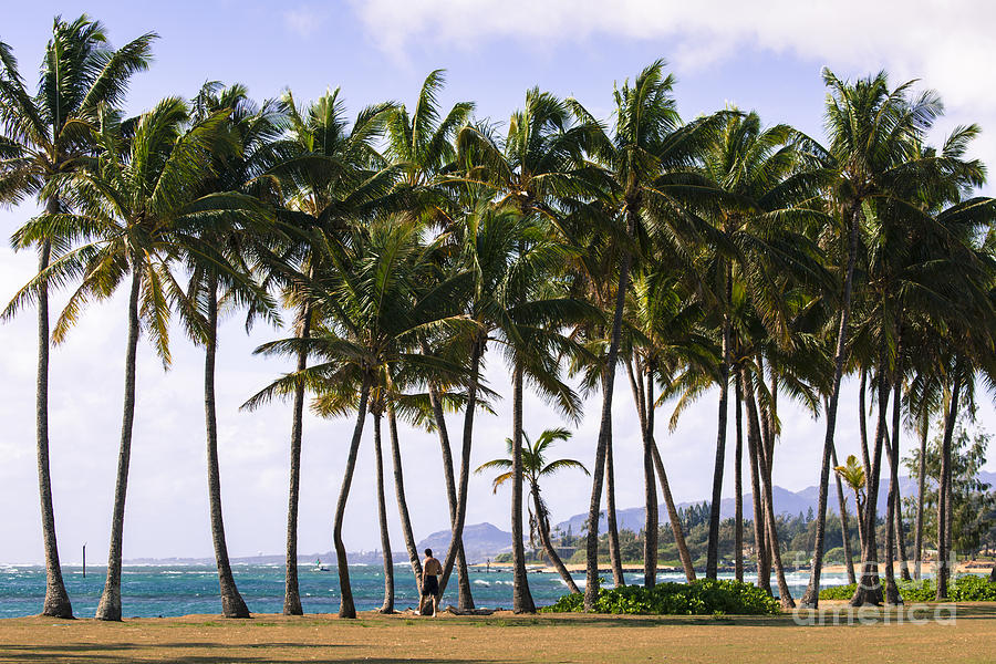 Coconut Palm tree on the sandy beach in Kapaa Hawaii, Kauai Photograph ...