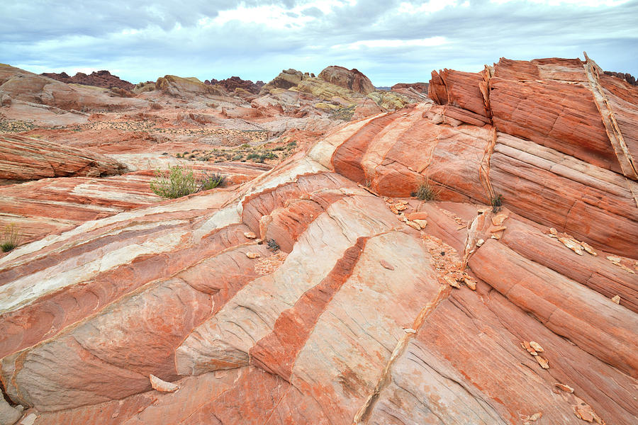 Color Wave in Valley of Fire #5 Photograph by Ray Mathis