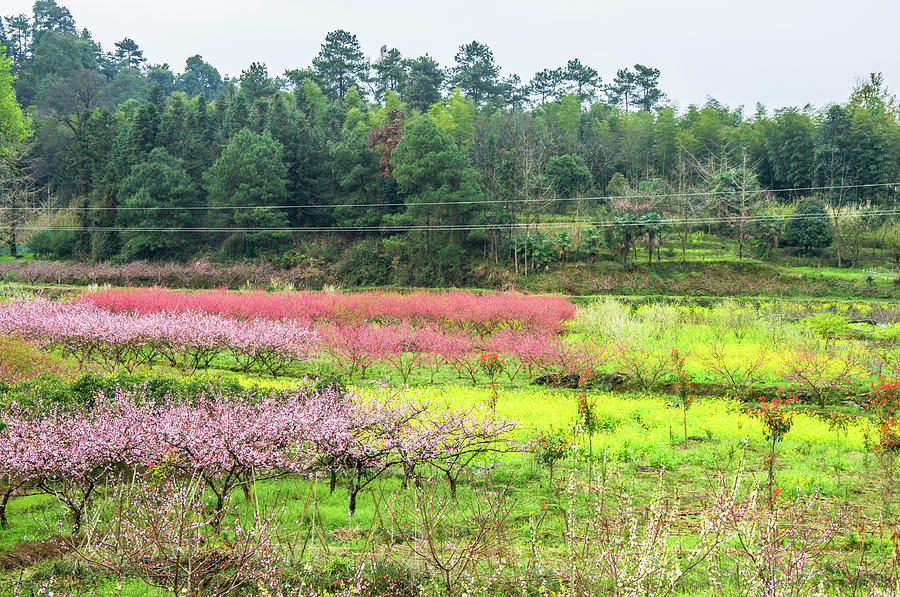Colorful countryside scenery #4 Photograph by Carl Ning
