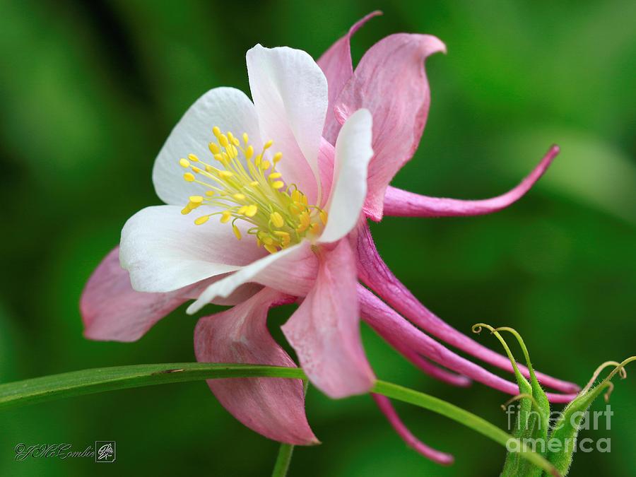 Columbine from the Songbird Series named Robin #3 Photograph by J McCombie