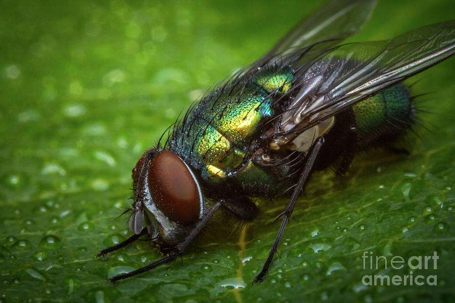 Common green bottle fly photograph by ezume images pixels