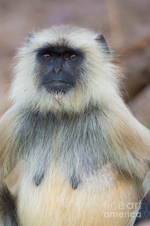 Common Indian Langur #4 Photograph by B. G. Thomson