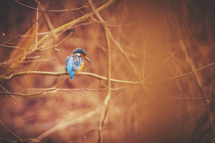 Common Kingfisher - Alcedo atthis #1 Photograph by Marc Braner