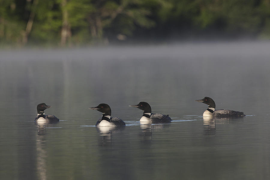 Common Loons on the water Photograph by Mark Wallner - Fine Art America