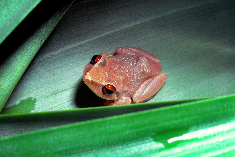 Frog Photograph - Coqui in Bromeliad #4 by Thomas R Fletcher