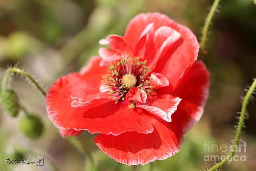 Coral Red and White Poppy from the Angels Choir Mix #4 Photograph by J McCombie