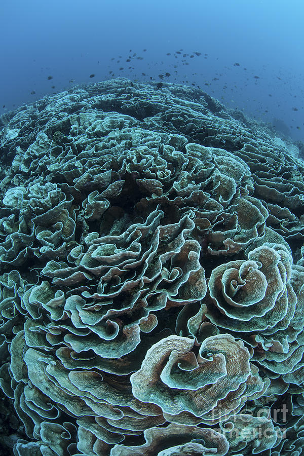 Corals Are Beginning To Bleach Photograph