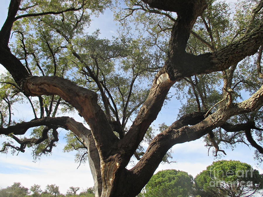 Cork Oak and Pines Photograph by Chani Demuijlder