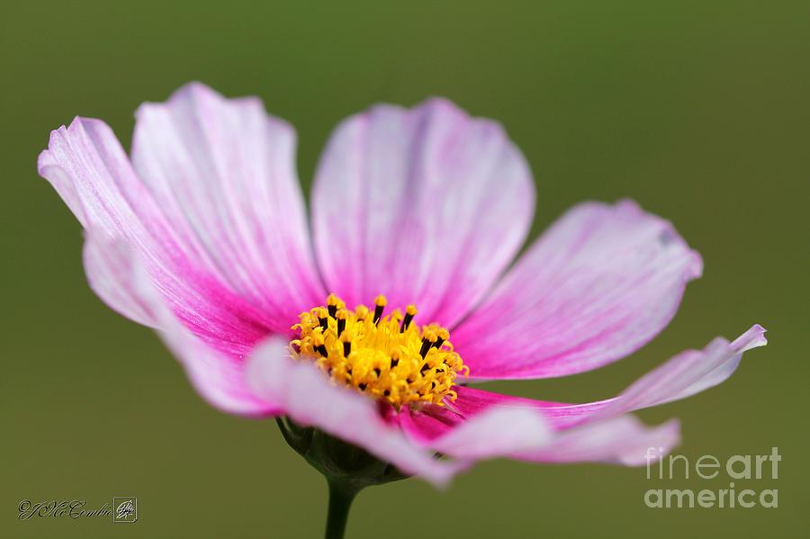Flower Photograph - Cosmos named Daydream #1 by J McCombie