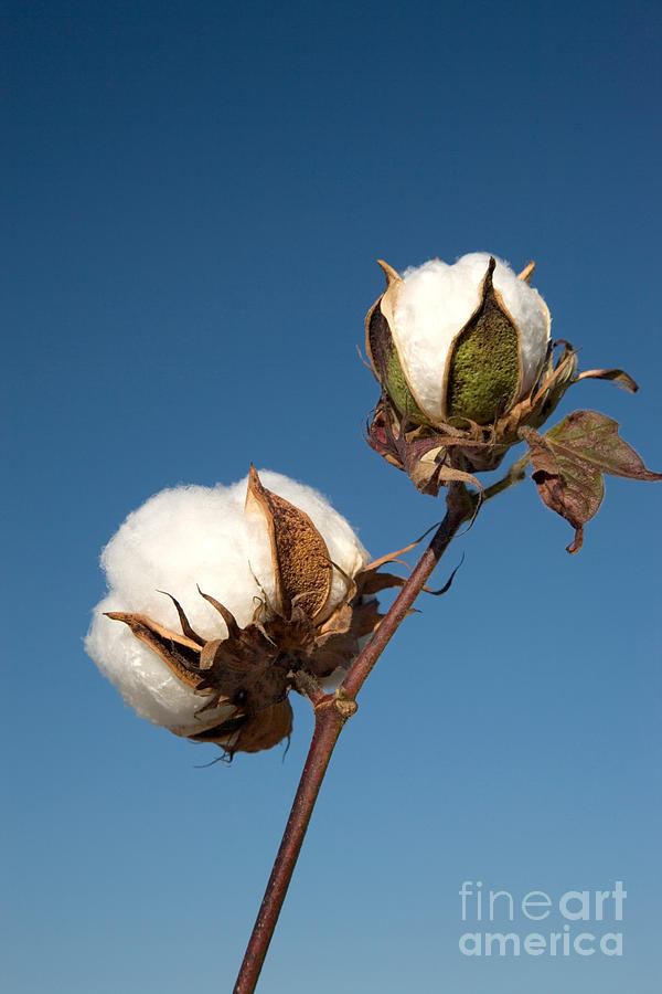Cotton Photograph - Cotton Bolls #4 by Inga Spence