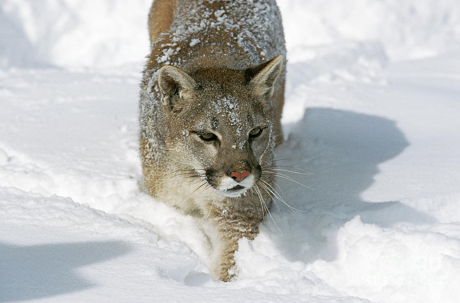 Wildlife Photograph - Cougar Puma Concolor #4 by Gerard Lacz