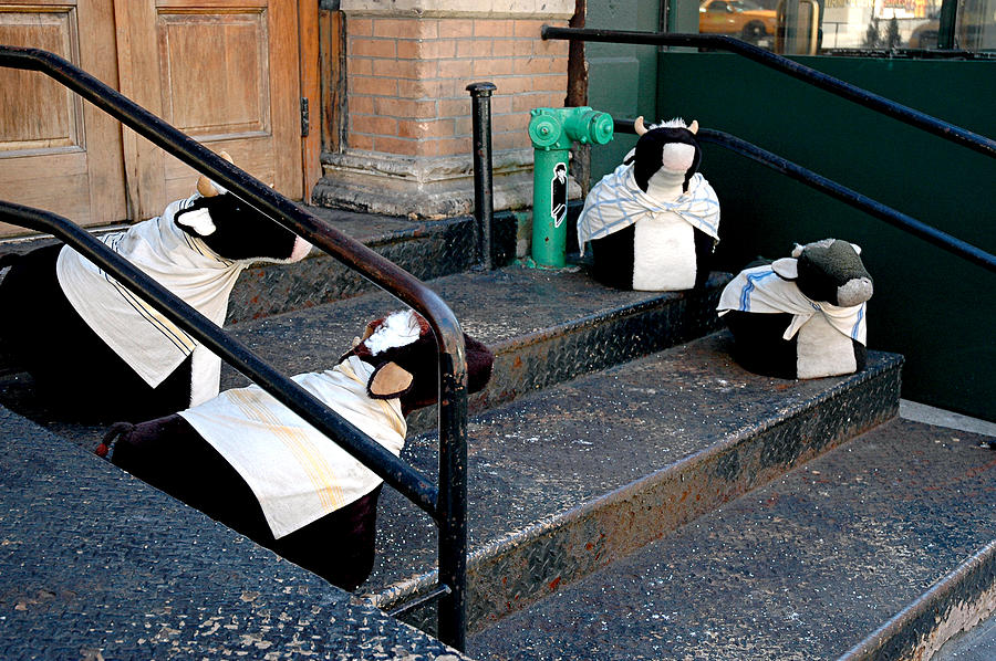 4 Cows on a Stoop Photograph by JoAnn Lense