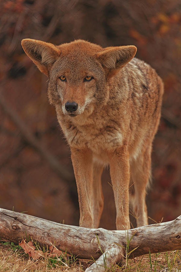 Coyote  #4 Photograph by Brian Cross