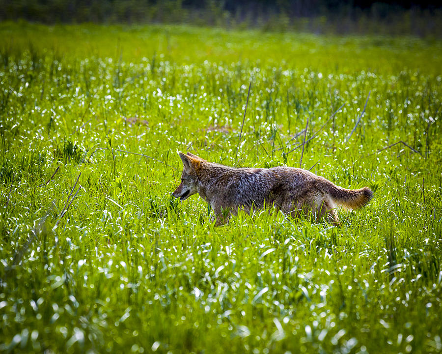 Coyote #4 Photograph by Jack R Perry
