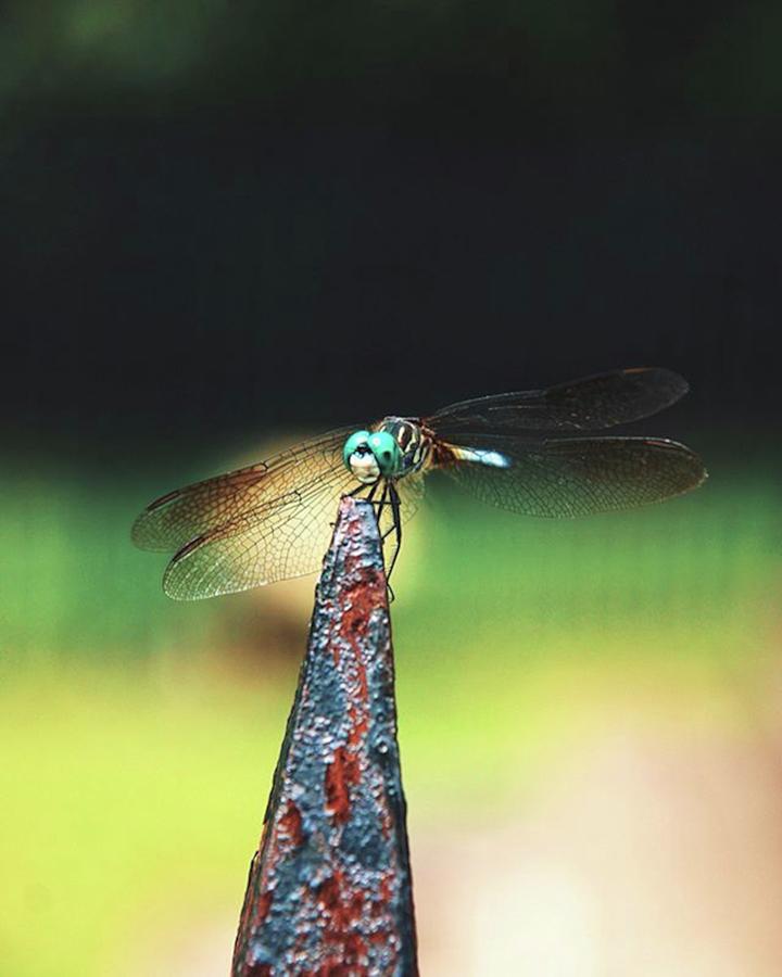 4 Crazy Dragonfly Facts (i Promise I Photograph by Creative Director
