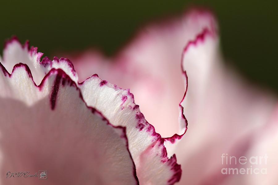 Creamy White With Red Picotee Carnation #4 Photograph by J McCombie