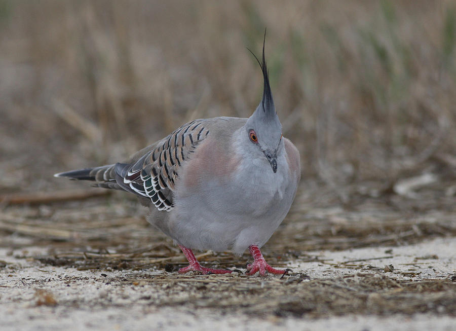 Crested pigeon #4 Photograph by Masami Iida