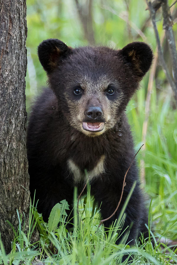 Cub Photograph by Mary Jo Cox - Fine Art America