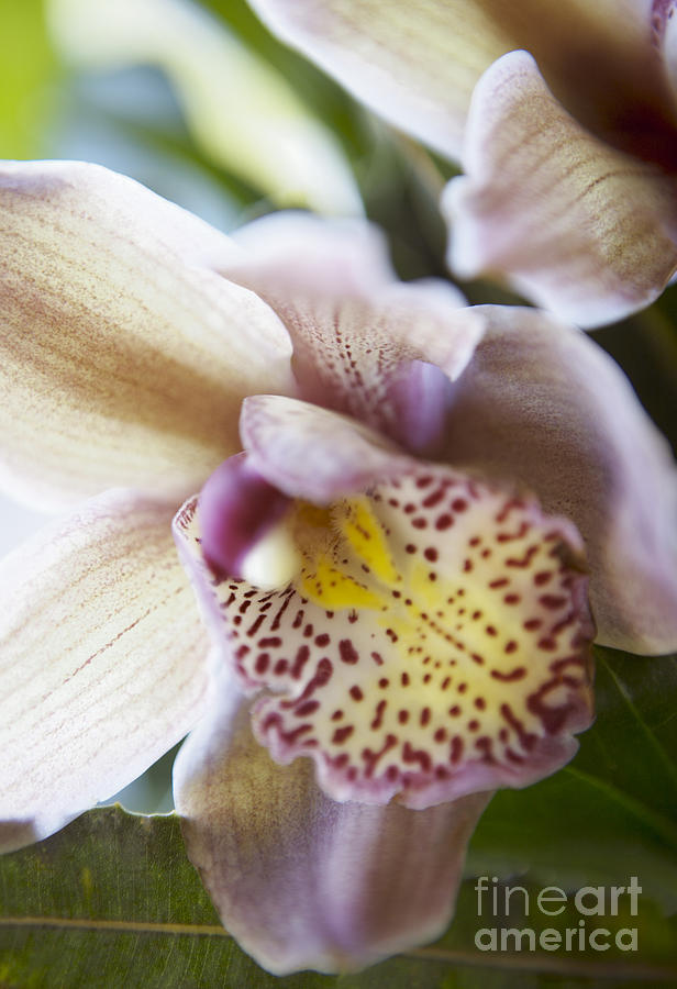 Cymbidium Orchid Flower #4 Photograph by Kyle Rothenborg - Printscapes