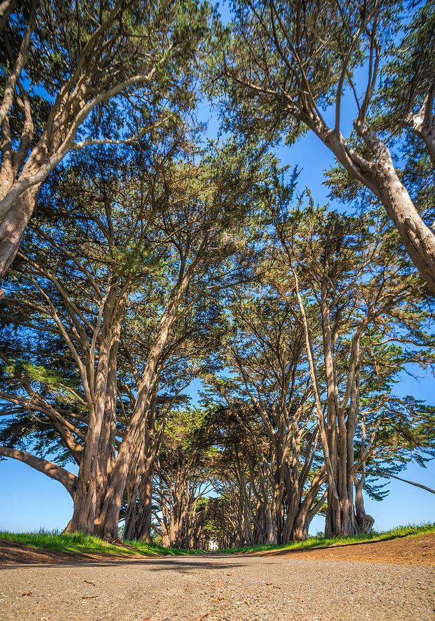 Cypres Tree Tunnel At Point Reyes  National Seashore #4 Photograph by Alex Grichenko