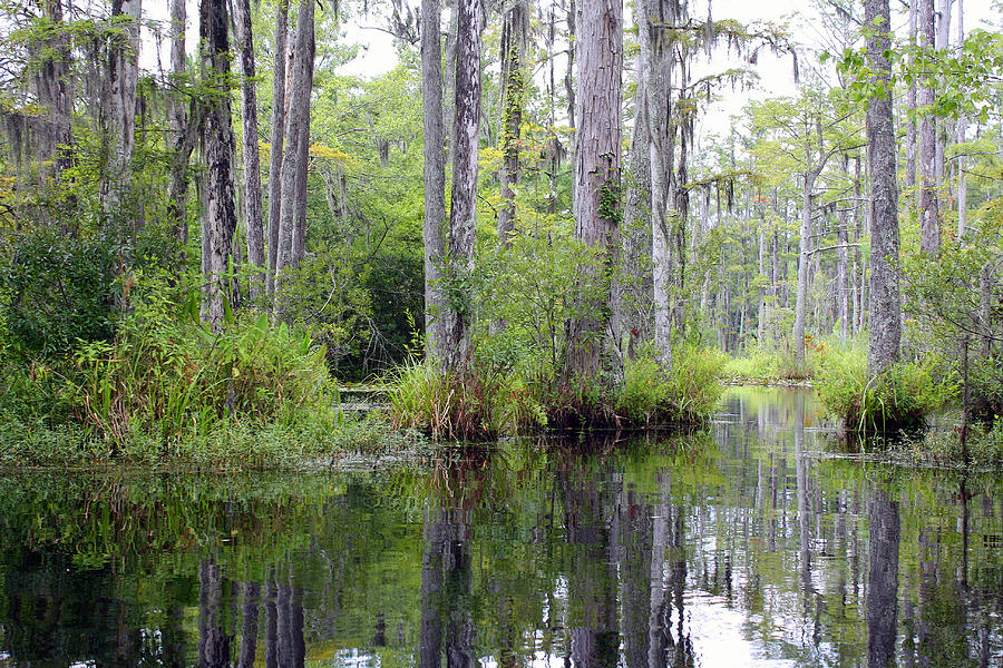 Tree Photograph - Cypress Gardens #4 by Ellen Tully