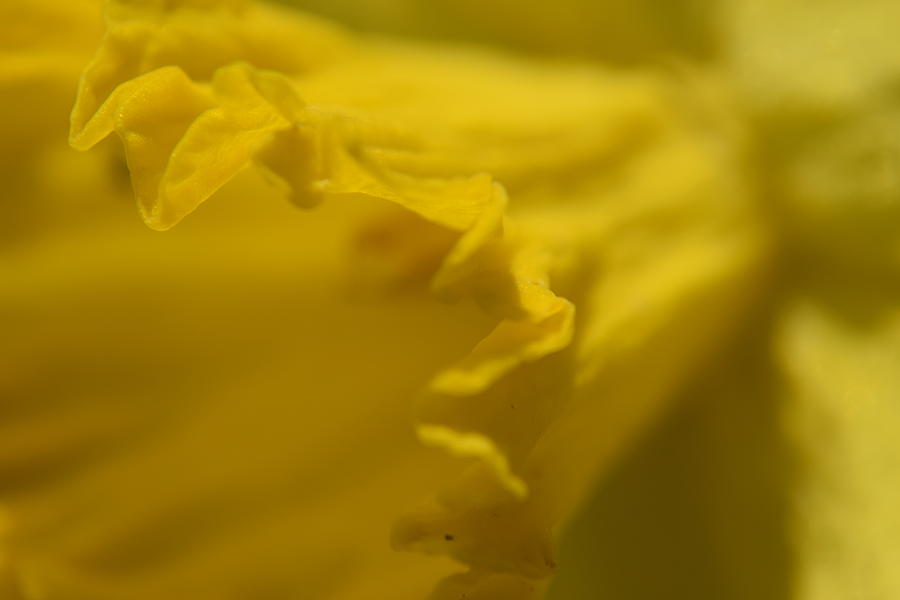 Daffodil #5 Photograph by Curtis Krusie