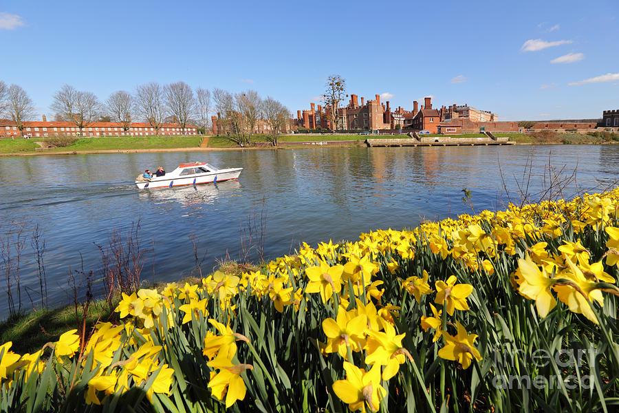 Daffodils beside the Thames at Hampton Court London UK #5 Photograph by Julia Gavin