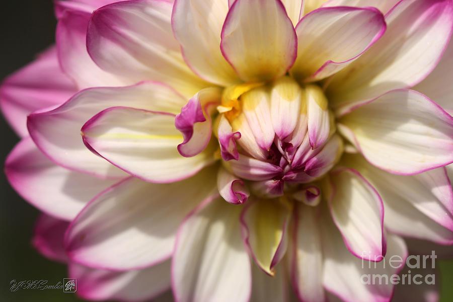 Dahlia named Pink Attraction #2 Photograph by J McCombie