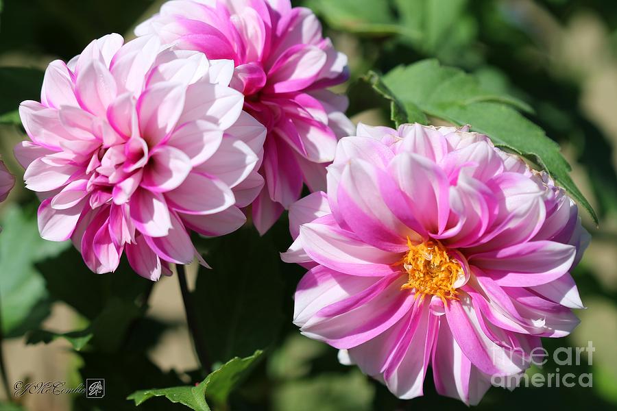 Dahlia named Priceless Pink #2 Photograph by J McCombie